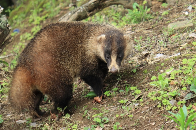 アナグマの被害が増えてます。駆除方法はありませんか?