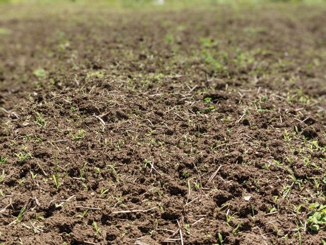 農薬と相性がよく、効率的に使える展着剤が知りたい