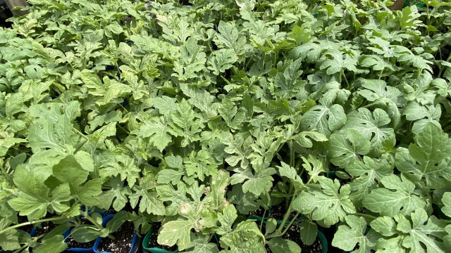 すいかの苗は接ぎ木苗と実生苗で味に変化があるのでしょうか？