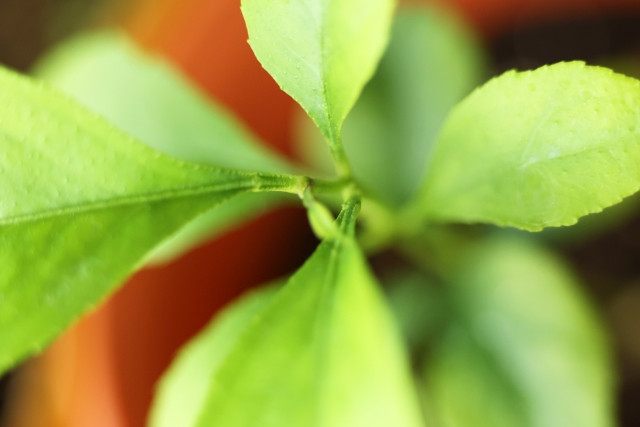 レモンを苗から栽培する方法について知りたい