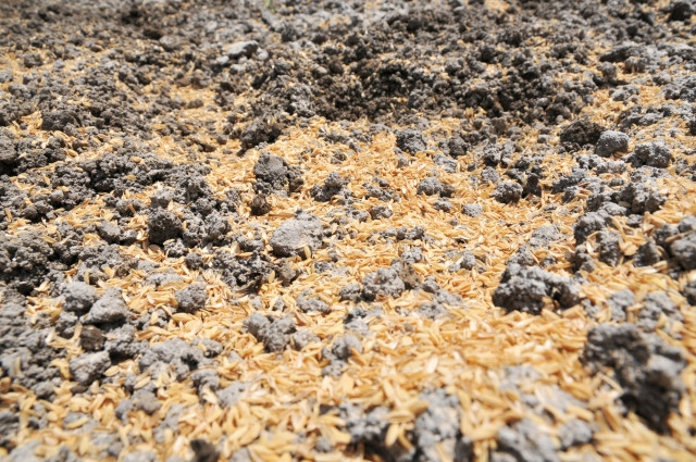 サツマイモの栽培時に籾殻を使用するのは効果的?