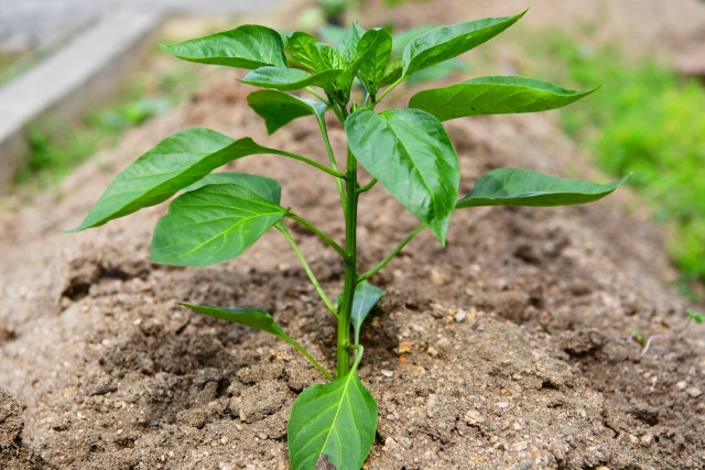 ピーマン栽培を初めて行うが、間引くのはどのタイミング？