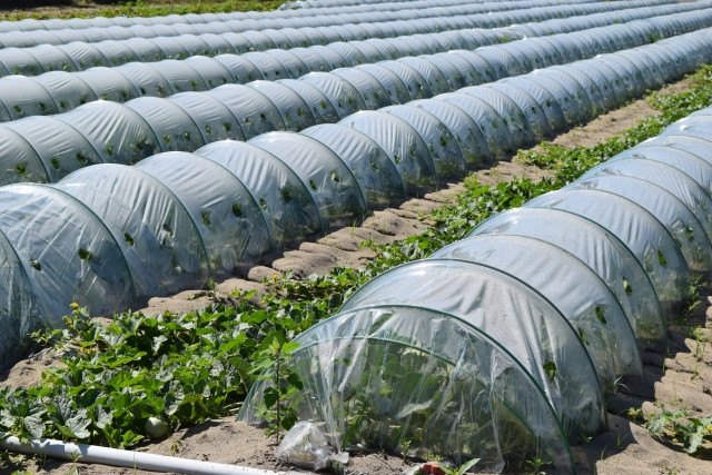 冬のトンネル栽培のコツとおすすめの野菜を教えてください