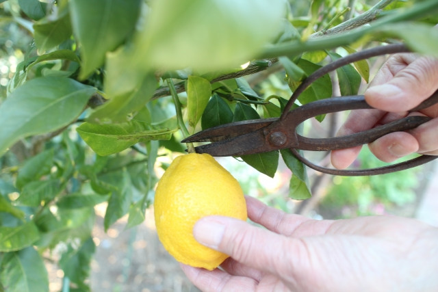 レモンの収穫時期はいつ頃になりますか?