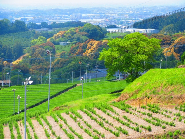 お茶畑で土壌検査をしたら栄養過剰が出た。減肥する方法を教えてください