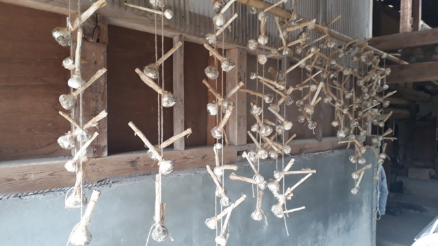 にんにくを貯蔵する際、表面にシワやくぼみが発生した。保存方法のコツを教えて