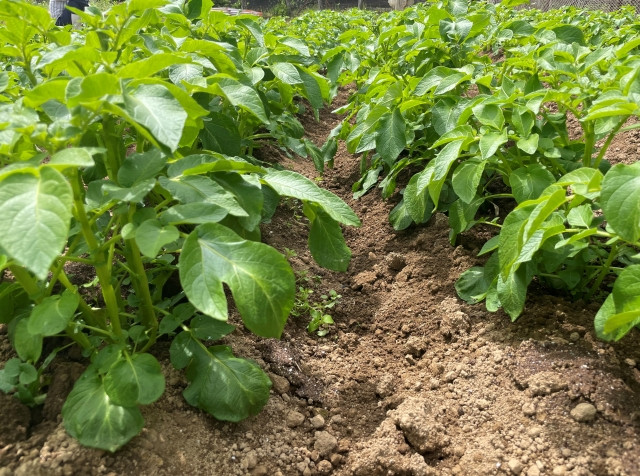 病害虫に強く農薬を使わずに育てられる、じゃがいもの品種を教えてください