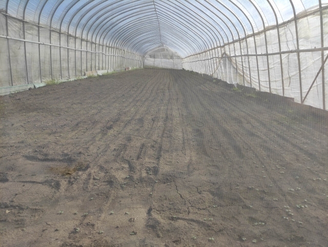 ハウスの土壌に蓄積した塩類を取り除くことができる緑肥はありますか?