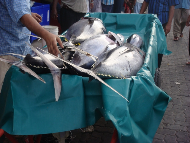 マグロ養殖の稚魚を人工種苗にできますか？