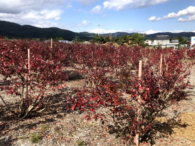 ブルーベリーを栽培しやすい土壌にしたい。硫黄粉と油粕の使い方を教えて