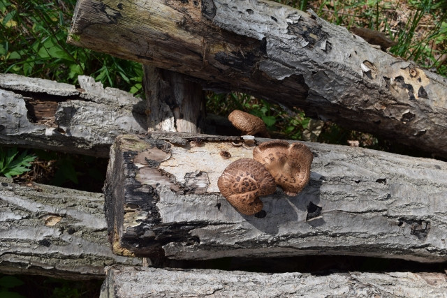 ハロセラピーとは何ですか?