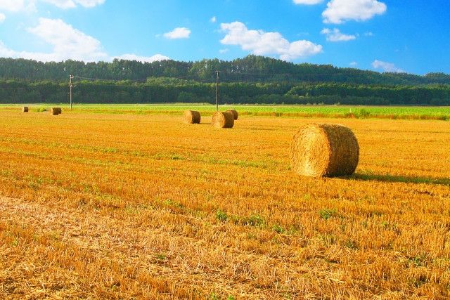乾牧草を自分で栽培したい!粘土質の土壌でも育てやすい牧草の品種は?
