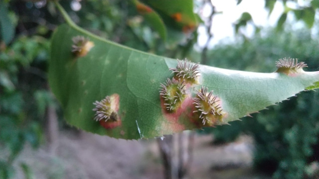 梨の赤星病を初期段階で防止するには、どう対策すればいい？