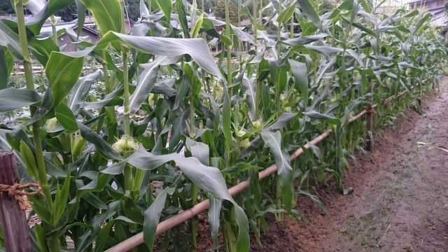 子実用とうもろこしを栽培したいです。おすすめの品種を教えてください