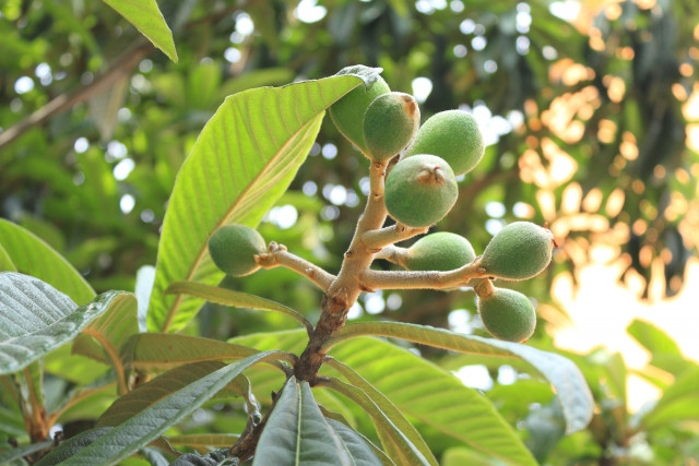 ビワは追熟すべき？収穫の目安はどこでみる？