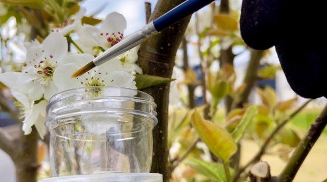 梨を栽培していますが、受粉にミツバチを使った場合、受粉率を高める方法はありますか?
