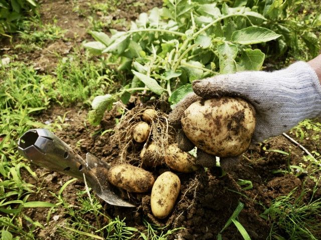 じゃがいもの栽培中にネコブセンチュウが発生しました。農薬代わりになる微生物や菌類を教えて！