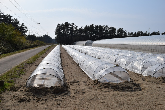 サツマイモをトンネル栽培で育てる方法について知りたい