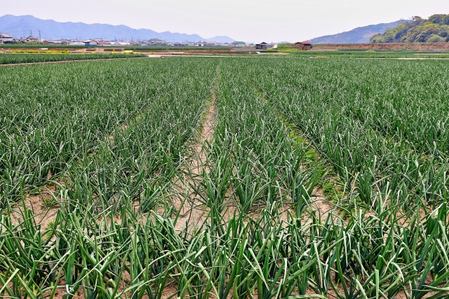 玉ねぎのべと病に効果的な農薬は?