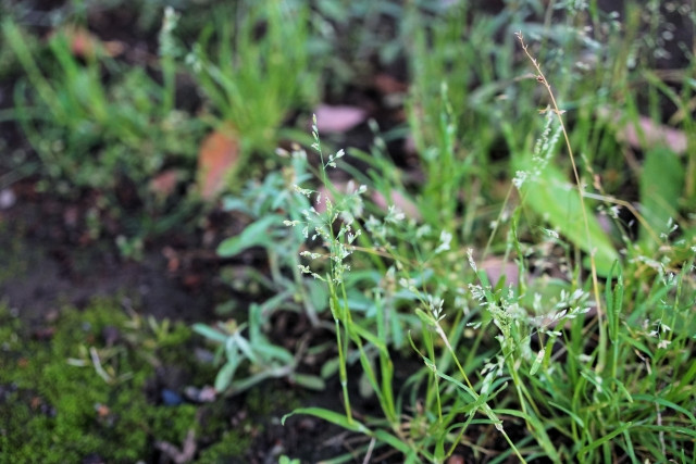 スズメノカタビラが大量発生!対処方法を教えてください