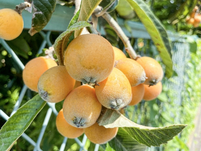 ビワの収穫に適した時期はいつですか？