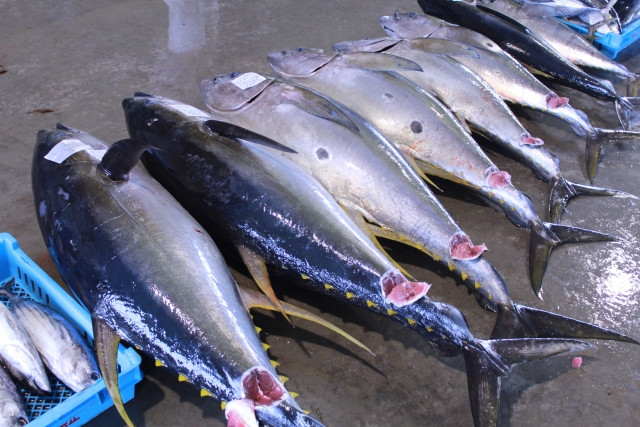本マグロの定置網の現状や各地の取り組みを教えてください