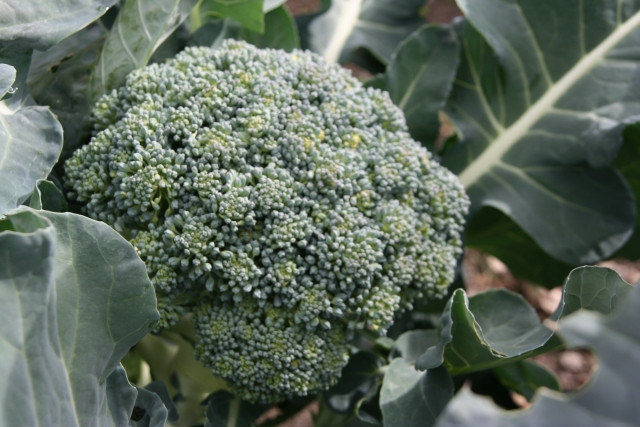 ブロッコリーの根コブ病を防ぎたい。難しいのでしょうか？