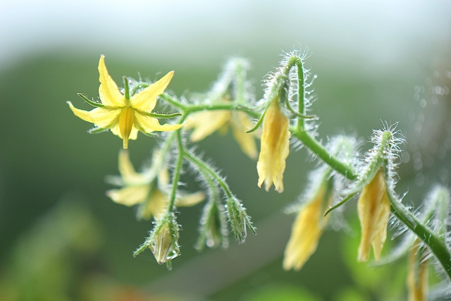 アイコが芯止まりしてしまった。原因と対策を教えてください