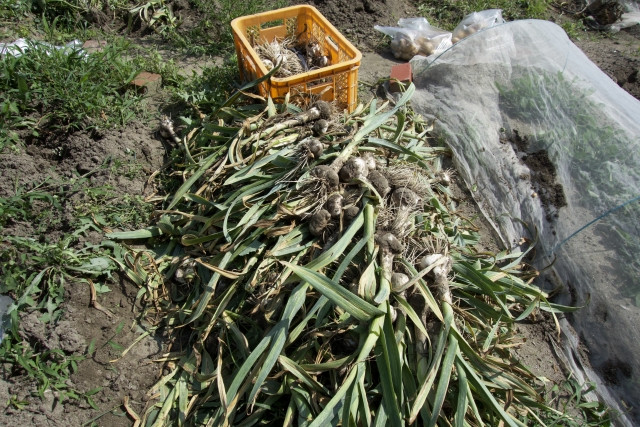 にんにくの収穫が遅れ、粒立ちしてしまった。活用法は？