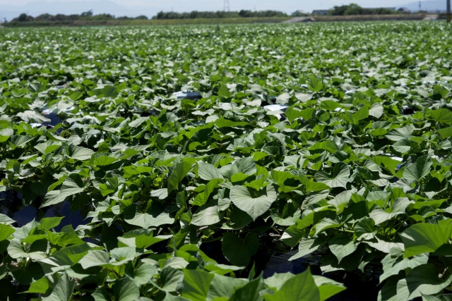 サツマイモを栽培していますが、枯れてしまう原因を教えてください