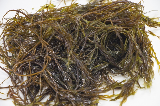 捨てられる海藻が売り物になる？健康効果を知るため分析を依頼したい