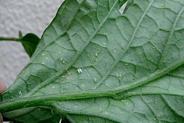 サツマイモにタバココナジラミが発生?農薬を使わない防除法を教えて