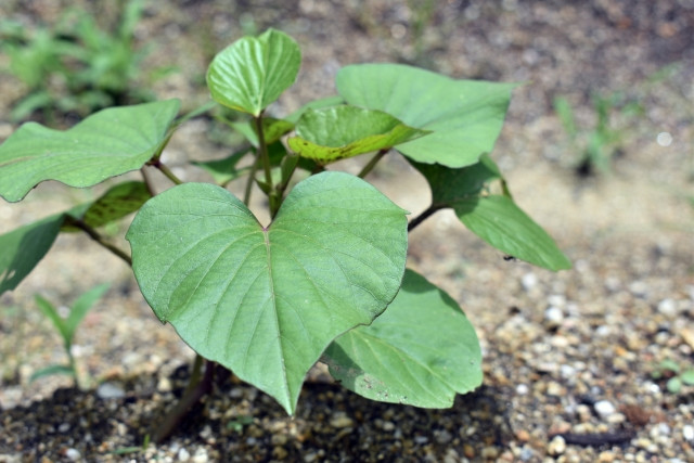 サツマイモを垂直植えで栽培するメリットを知りたい
