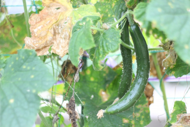 きゅうり栽培で天敵防除をする方法を教えてください
