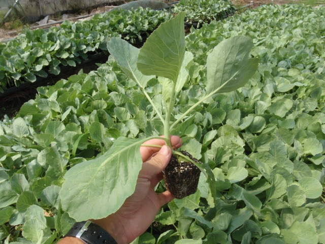 キャベツ栽培で苗の畝への植え付けは1条か2条か、どちらがよいですか？