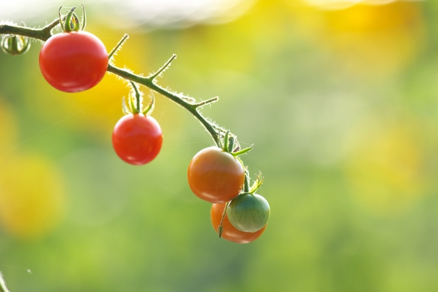 「CFプチぷよ」の栽培に向いている産地はありますか?栽培に適した条件が知りたい