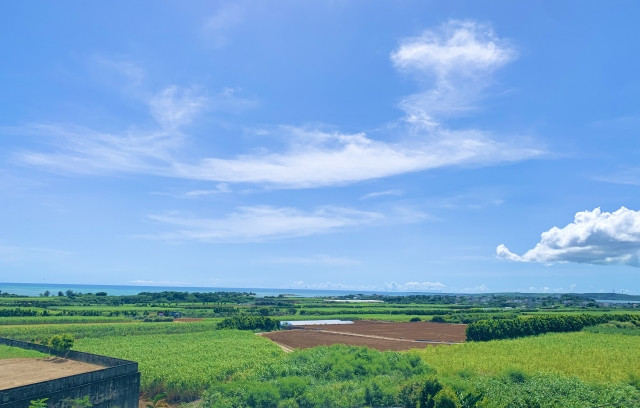 サトウキビ栽培に適した畑の条件を教えてください