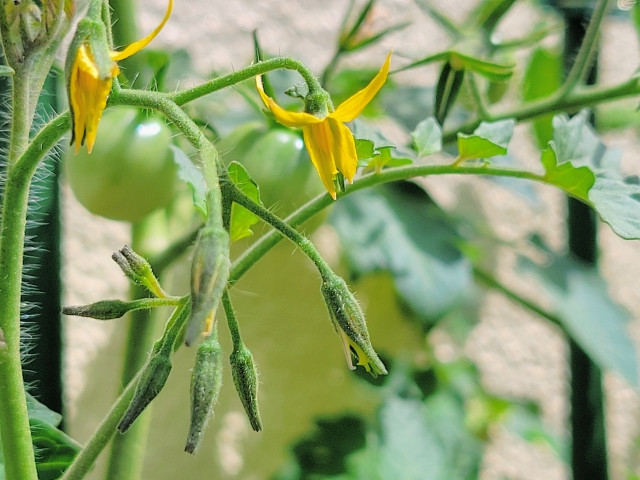 ミニトマトを栽培していますが、花が落ちてしまう原因は？
