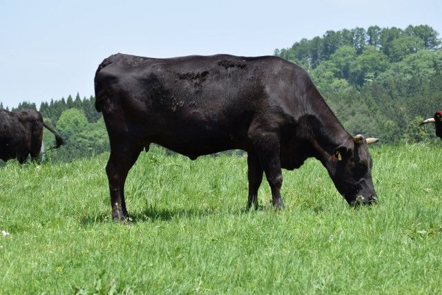 耕作放棄田で和牛を放牧をしたい。どのような飼料作物を栽培したらいい?