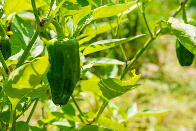ピーマンを栽培していますが「日焼け果」と「しりぐされ果」の見分け方を教えてください