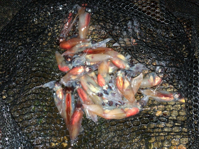 ホタルイカの定置網について教えてほしい