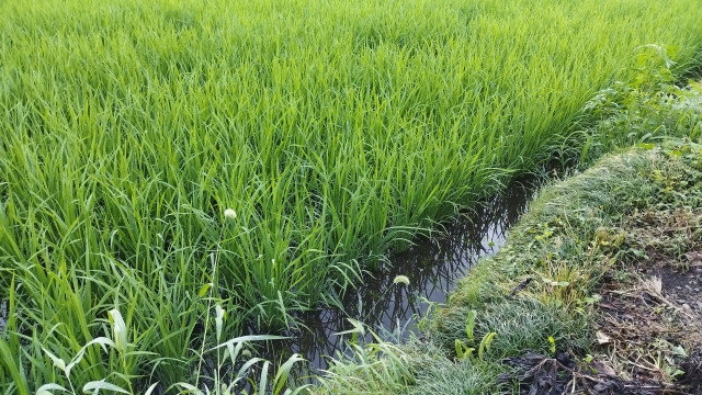 米作りで生えてくる雑草の対策方法を教えてほしい