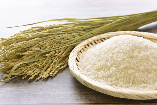 米の品種ごとの特徴が知りたい!耐病性・収量に違いはありますか?