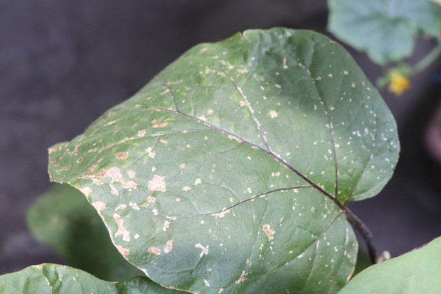 ナスによく発生する虫の種類や防除方法は?