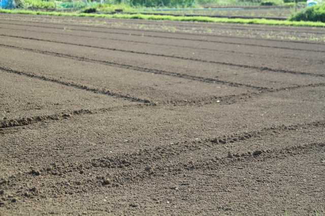 肥料の施肥量を少なくするために、代わりになる緑肥を教えてください