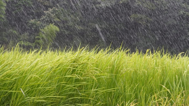 肥料散布直後の水田に大雨が降ってしまった。追肥した方がいいのですか？