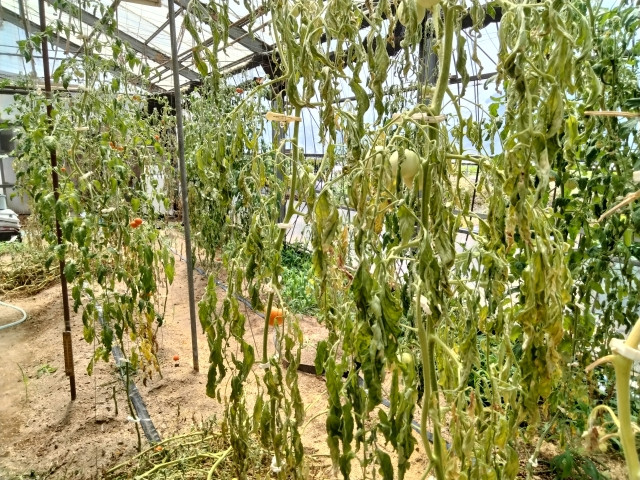 青枯病になった株はどう対策すれば良いですか？