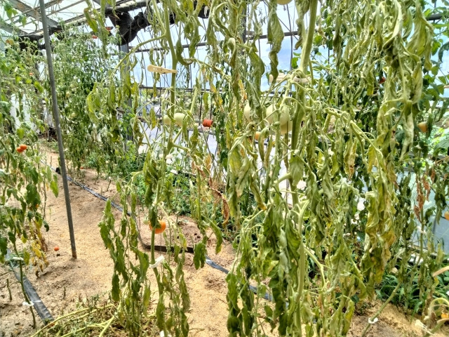 青枯病の原因を教えてください