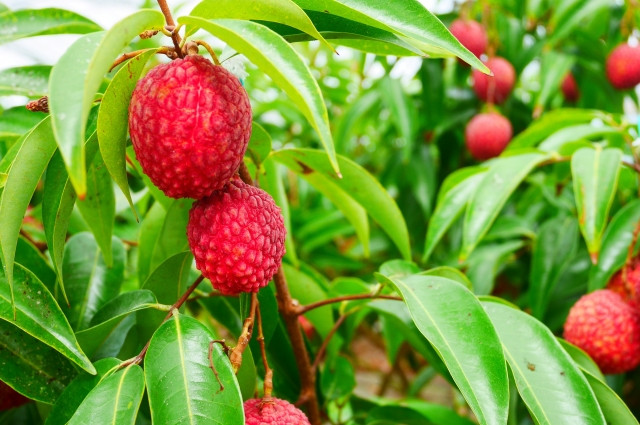 ライチの栽培にかかる期間について知りたいです