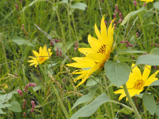 キャベツ栽培でミニひまわりを緑肥として導入したい。普通のひまわりと効果は同じなの?